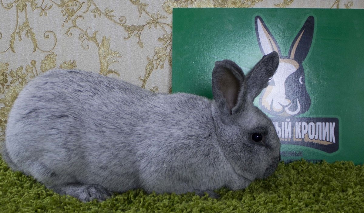 Кролики серебро купить. Пепельная порода кроликов. Порода кролей пепельный. Порода кроликов большое темное серебро. Кролик серебро окрас.