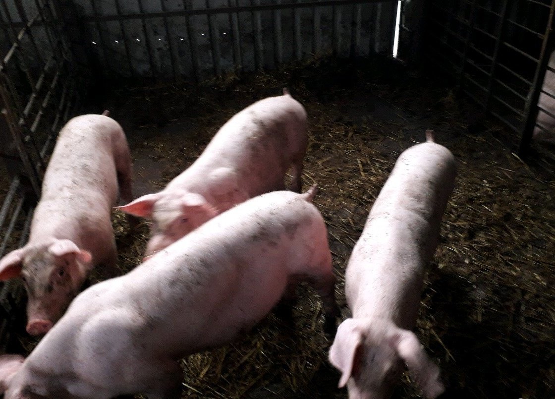 Порода свиней йоркшир фото