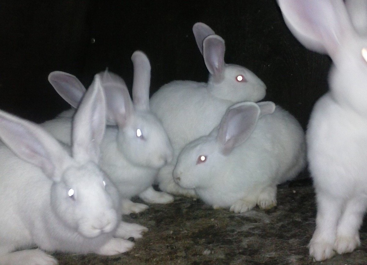 Купить Кроликов В Курганской Области