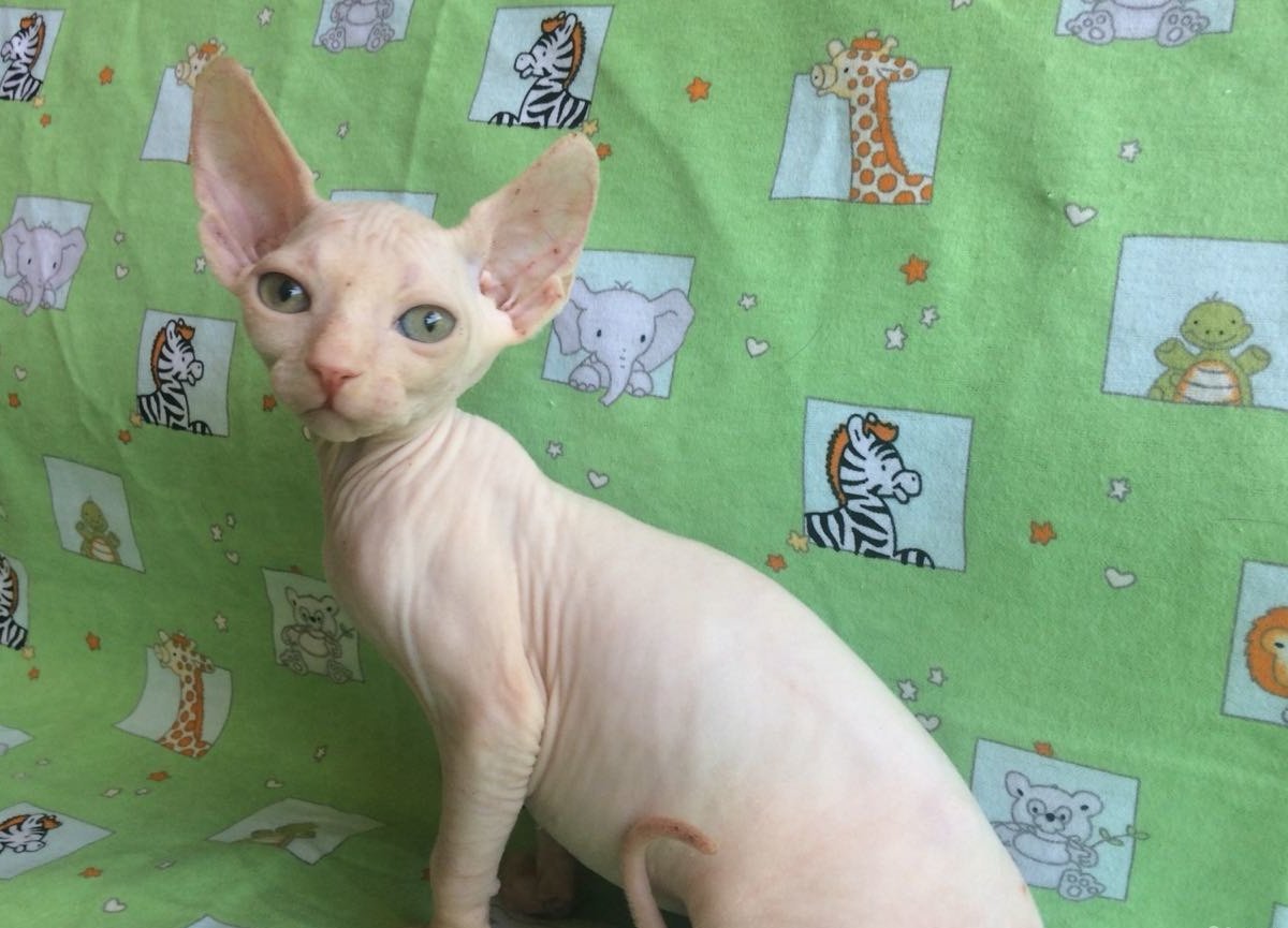 коты сфинксы. недорогой сфинкс в краснодаре. сфинкс коричневый. петербургский сфинкс поинт. краснодарский сфинкс.