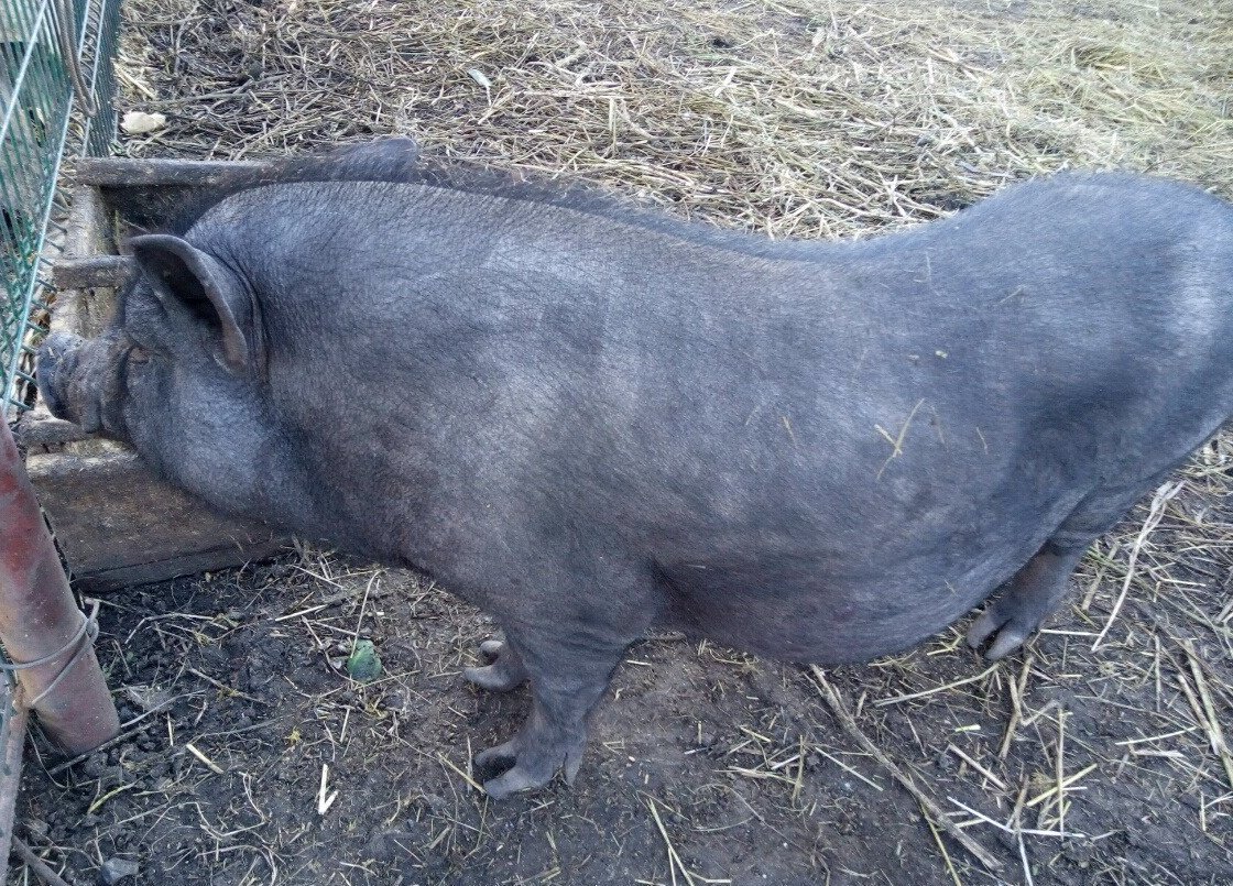 Авито орловская область поросята. Вьетнамские свиньи поросные. Супороснгсть свинью виетнамской. Как называют беременную свинью.