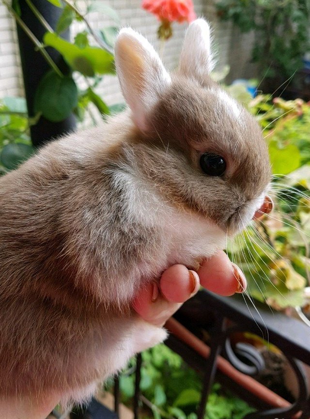 Rabbit воронеж