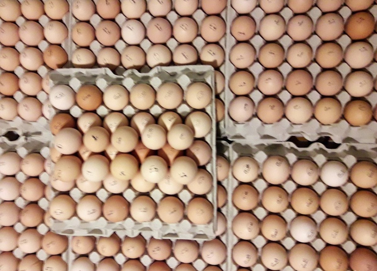 Где можно купить инкубационное яйцо