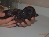 Продам домашние животные, Продаются щенки Тайского Риджбека от родителей Интер
