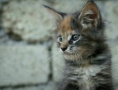 Продам мейн-кун, самец в Новороссийске, Предлагаются кошечки породы