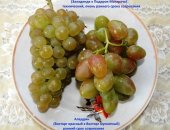 Продам семена в Орле, Виноград саженцы - Саженцы винограда с закрытой корневой