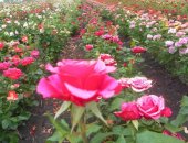 Продам семена в Липецке, Саженцы роз Большой ассортимент саженцев роз, оптом и