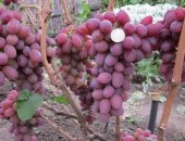 Продам семена в Богучаре, Саженцы винограда оптом и в розницу черенки и саженцы