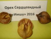 Продам семена в Москве, Саженцы Ореха Сердцевидного Сортового Морозостойко