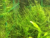 Продам в Москве, Аквариумные растения доставка Купить Растения для аквариума 1