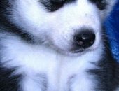 Продам собаку сибирская хаски в Пензе, Шикарные щенки хаски РКФ Очень красивые