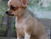 Продам собаку чихуахуа, самец в Самаре, Продаются мальчики - стандартный и мини