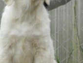 Продам собаку ретривер, самка в Новосибирске, Щенки Золотистого Голден Отличные