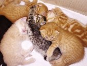 Продам шотландская, самец в Анапе, Шотландские котята редких окрасов, Котята