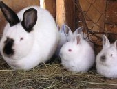 Продам заяца в Кармаскалы, Отличные калифорнийские кролики для разведения