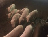 Продам свинью в Ставрополе, Продаю поросят 2-ух месячных, Поросята активные