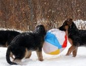 Продам собаку немецкая овчарка в Хабаровске, Немецкой овчарки щенки
