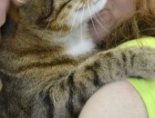 Продам кошку, самец в Москве, Тристан, Крупный пятнисто-полосатый кот в дар