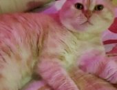 Продам шотландская, самец в Славянске-на-Кубани, Опытный котик ждёт дам