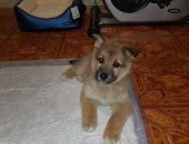 Продам собаку, самка в Петропавловске-Камчатском, Отдам в добрые руки