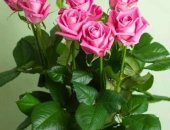 Продам комнатное растение в Выборге, Цветы Розы, Доставка, Свежесрезанные розы