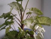 Продам комнатное растение в Чебоксарах, Сингониум 2шт, Два пушистых сингониума
