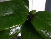 Продам комнатное растение в Чебоксарах, Камелия черенки на срез, Цветет зимой