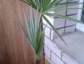 Продам комнатное растение в Чебоксарах, Молодые пальмочки, Разновидность