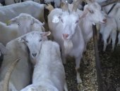 Продам козу в Москве, стадо коз 35 голов, Дойные, Зааненские, Альпийские