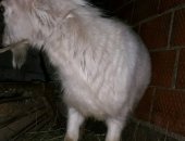 Продам козу в Санкт-Петербурге, Зааненские Крупный козел и коза необычного