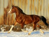 Продам лошадь в Гатчине, Орловский жеребец на случку, Для случки предлагается