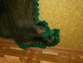 Продам трофеи в Кызыле, Шкура медведя, Очень красивая шкура-ковёр большого