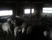 Продам барана в Камском Устье, овец по штучно и оптом, Цена договорная