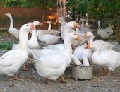 Продам с х птицу в Ивановская, Гуси "Линда", взрослых гусей на мясо и на завод