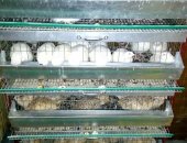 Продам яица в Обнинске, Перепела, птенцы, яйцо и тушки, Перепела выращены
