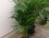 Продам комнатное растение в Москве, Продаю Ареки 24 см 100см, Большой выбор