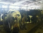 Продам корову в Тольятти, Коровы 50 голов стельные, молочные голштейн телки6