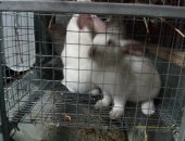 Продам заяца в Пятигорске, Кролики породы HYPLUS заслуженно набирают