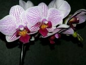 Орхидея Фаленопсис, фаленопсис цветущий! Больше информации в группе Орхидеи