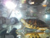 Продается красноухая черепаха с акватеррариумом, Черепахе 5-6 лет