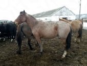 Племенной репродуктор 000 "Башагроген" реализует лошадей живым весом