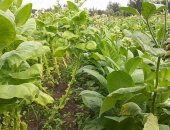 Продам комнатное растение в Егорьевске, рассаду и семена табака, Сортов семян в