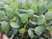 Продам комнатное растение в Белореченске, Росада овощных - капуста, помидоры