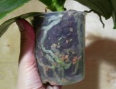 Продам комнатное растение в Протвине, Орхидея Phal, Samera, Phal, Samera Phal