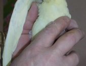 Продам птицу в Вологде, Птенцы Карелла белого и природного окраса от21, 11