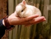 Продам заяца в Воронеже, Кролик 1 месяц белый с серым родился 2, 01, 18г