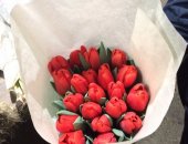 Продам комнатное растение в Армавире, Тюльпаны оптом к 8 марта! собственного