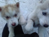 Продам собаку, самка в Сарапуле, щенков хаски остались девочка и мальчик глаза