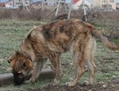 Продам собаку, самец в Севастополь, Ищу дом и семью для доброго, умного и