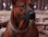 Продам собаку родезийский риджбек, самец в Выгоде, Питомник Mani Daeng